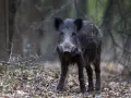 Dziki na osiedlu: jak się zachować i chronić? Poradnik