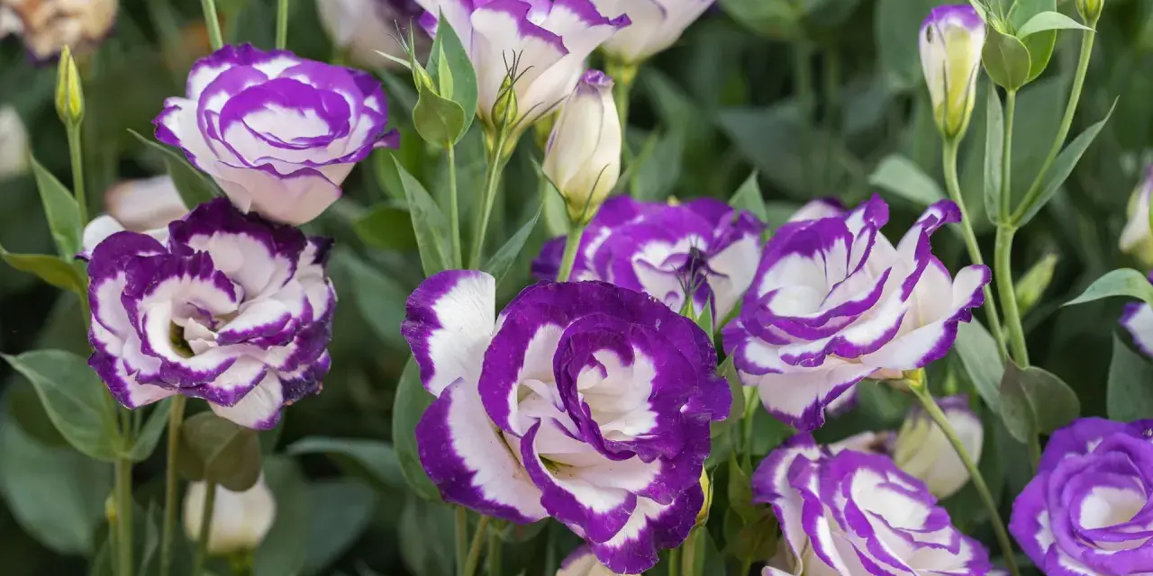 Urocza eustoma w doniczce, z fioletowo-białymi płatkami, tworzy piękny bukiet.