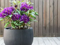 Fioletowy rododendron w donicy, gotowy do przycinania, aby zachować piękny kształt.