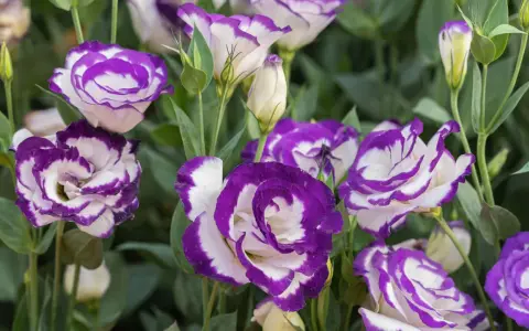 Urocza eustoma w doniczce, z fioletowo-białymi płatkami, tworzy piękny bukiet.