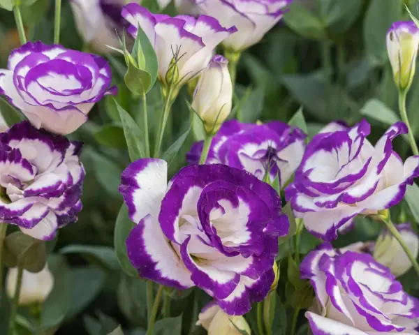 Urocza eustoma w doniczce, z fioletowo-białymi płatkami, tworzy piękny bukiet.