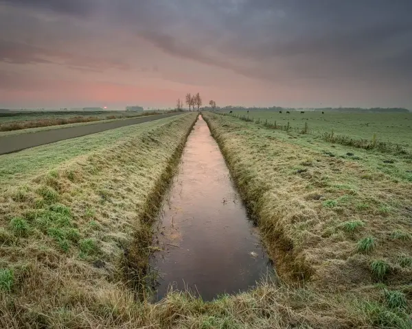 Wschód słońca nad zamarzniętym rowem, przypominającym drenaż francuski. Na łące pasą się krowy.
