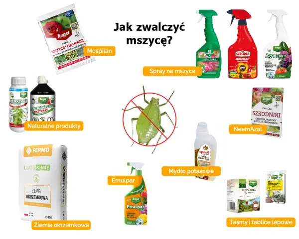 Domowe sposoby na mszyce: Mospilan, naturalne produkty, ziemia okrzemkowa, Emulpar, mydło potasowe, NeemAzal, taśmy lepowe.