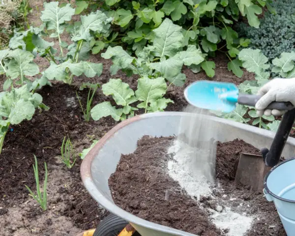 Rękawica zrzuca mączkę bazaltową do taczki z ziemią. Czy mączka bazaltowa jest szkodliwa? Nie, to naturalny nawóz.