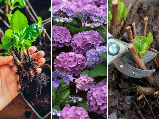 Sadzonki hortensji z korzeniami, kwitnące fioletowe kwiaty i sekator przycinający pędy – wszystko, by pokazać, jak rozmnożyć hortensje.
