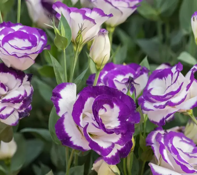 Urocza eustoma w doniczce, z fioletowo-białymi płatkami, tworzy piękny bukiet.