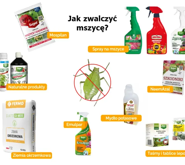 Domowe sposoby na mszyce: Mospilan, naturalne produkty, ziemia okrzemkowa, Emulpar, mydło potasowe, NeemAzal, taśmy lepowe.