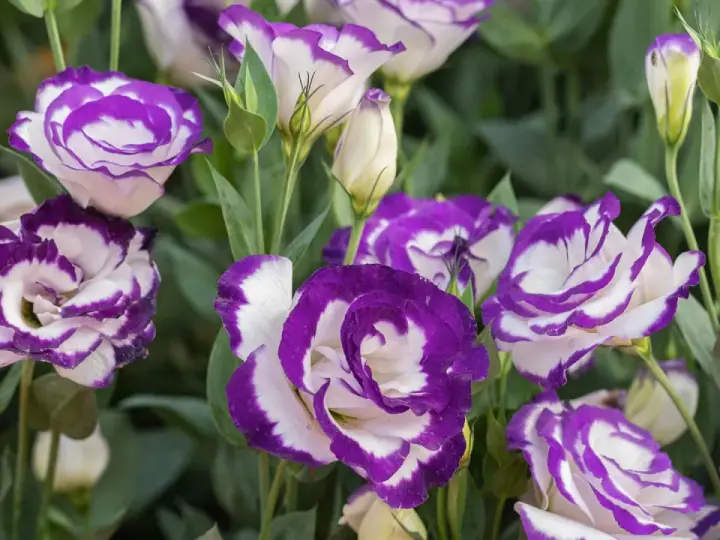 Urocza eustoma w doniczce, z fioletowo-białymi płatkami, tworzy piękny bukiet.