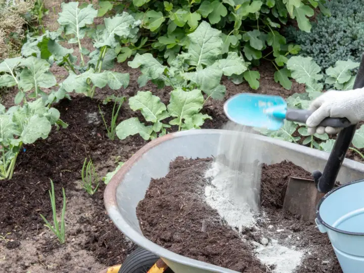 Rękawica zrzuca mączkę bazaltową do taczki z ziemią. Czy mączka bazaltowa jest szkodliwa? Nie, to naturalny nawóz.