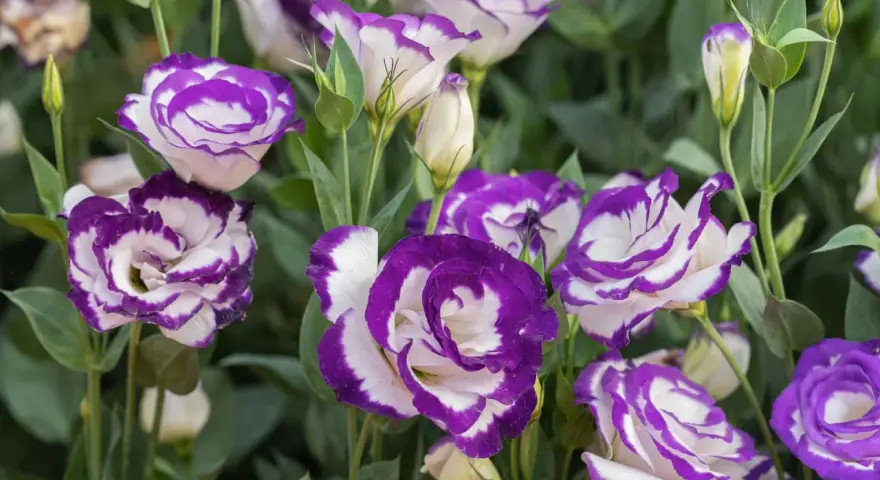 Urocza eustoma w doniczce, z fioletowo-białymi płatkami, tworzy piękny bukiet.