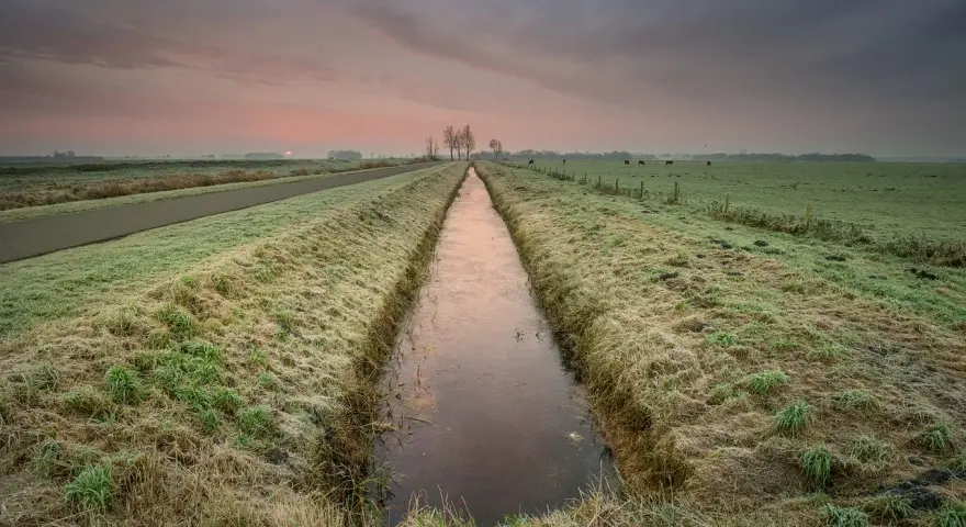 Wschód słońca nad zamarzniętym rowem, przypominającym drenaż francuski. Na łące pasą się krowy.