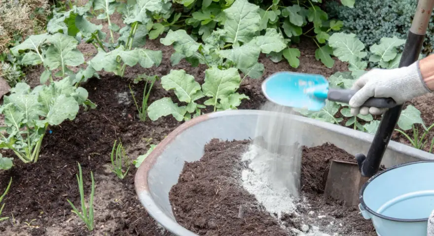 Rękawica zrzuca mączkę bazaltową do taczki z ziemią. Czy mączka bazaltowa jest szkodliwa? Nie, to naturalny nawóz.