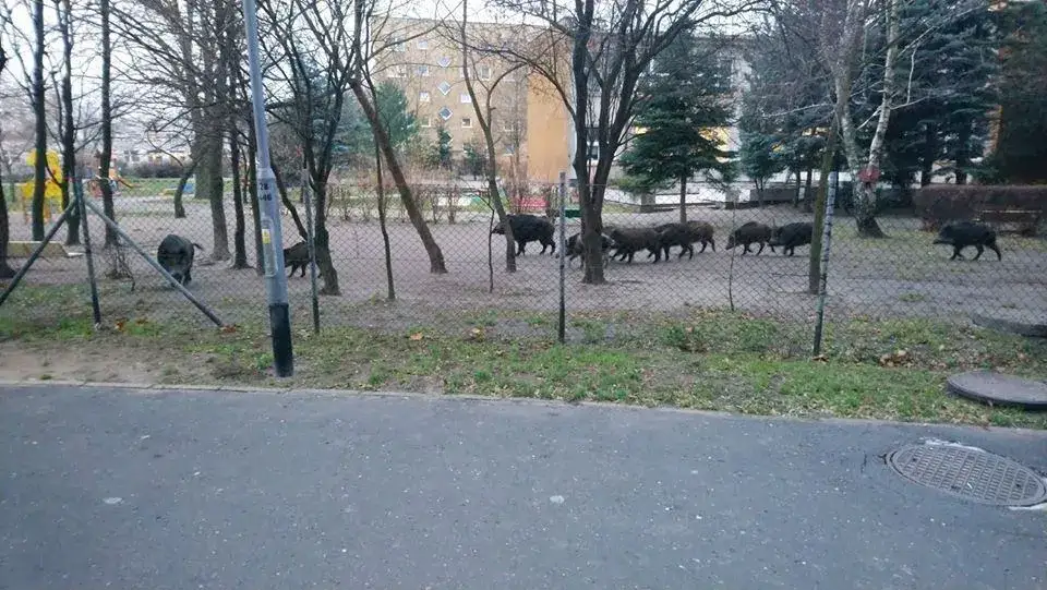 dziki na osiedlu