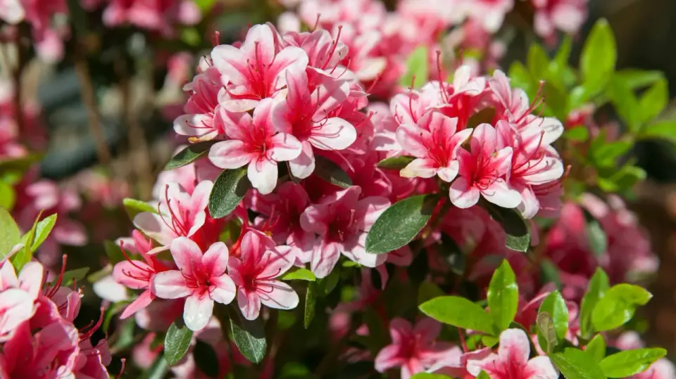 Piękne, różowe kwiaty rododendronu w pełni kwitnienia. Wiosna to idealny czas, kiedy rododendron kwitnie, zachwycając intensywnymi barwami.